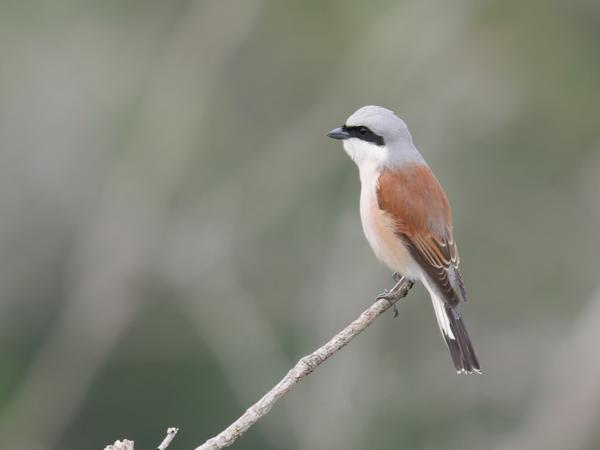 <h3><a href="/trips/Greece/biota/animalia/chordata/aves/passeriformes/laniidae/lanius collurio/lanius collurio-nl.html">Lanius&nbsp;collurio</a> / Red‑backed&nbsp;shrike / Grauwe&nbsp;klauwier</h3>OM-1 Mark II met OLYMPUS M.150-400mm F4.5 TC, 1/2000 sec  bij F5.6, ISO 4000, afstand 21.8&nbsp;m